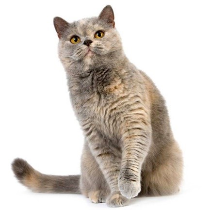 Британская короткошерстная кошка, фавн - кремовый черепаховый окрас